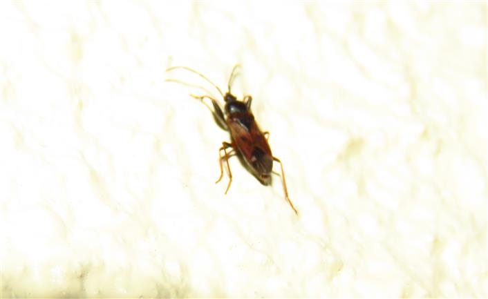 Lygaeidae:  Eremocoris sp.